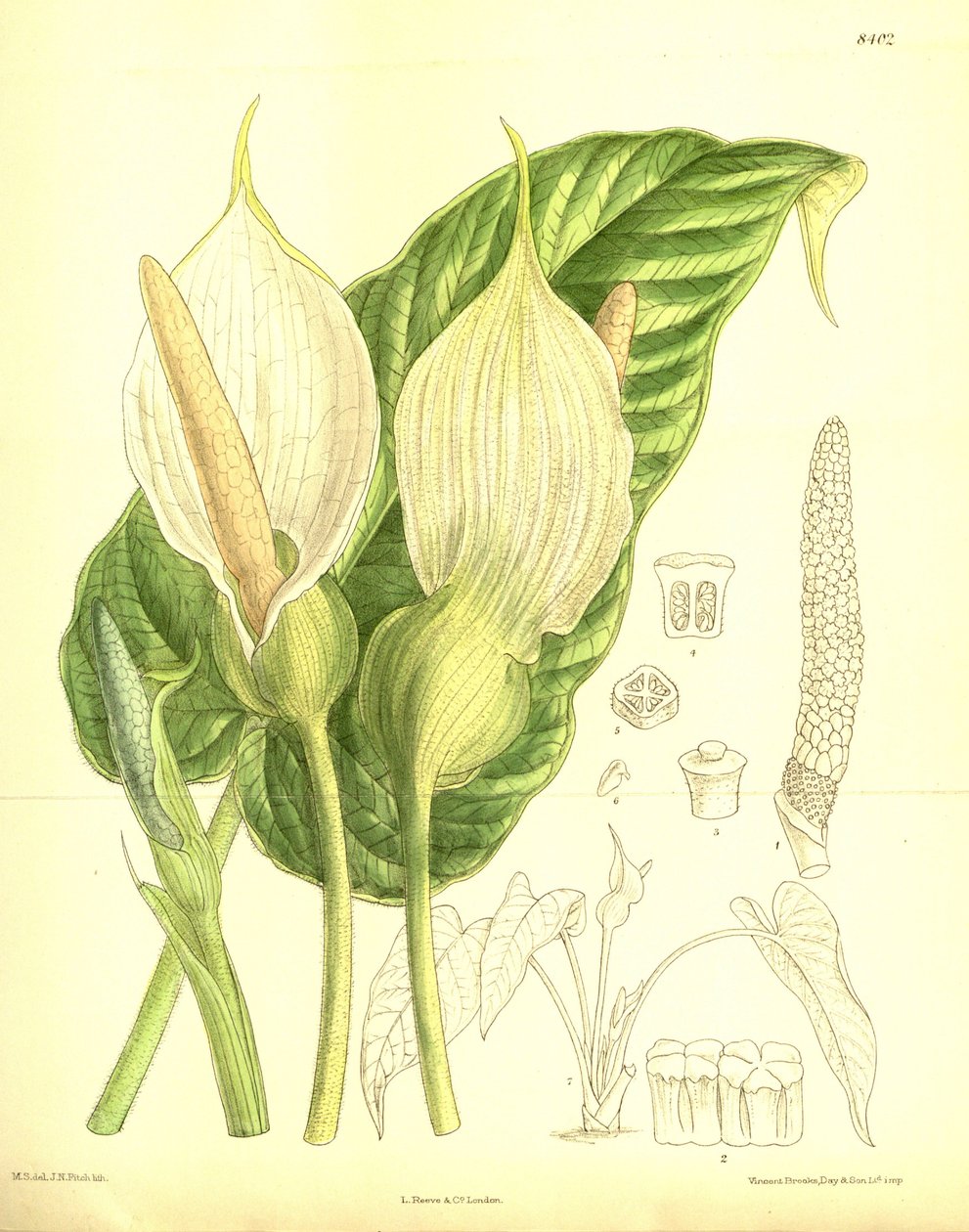 Caladium pubescens, Araceae - J.N. Fitch