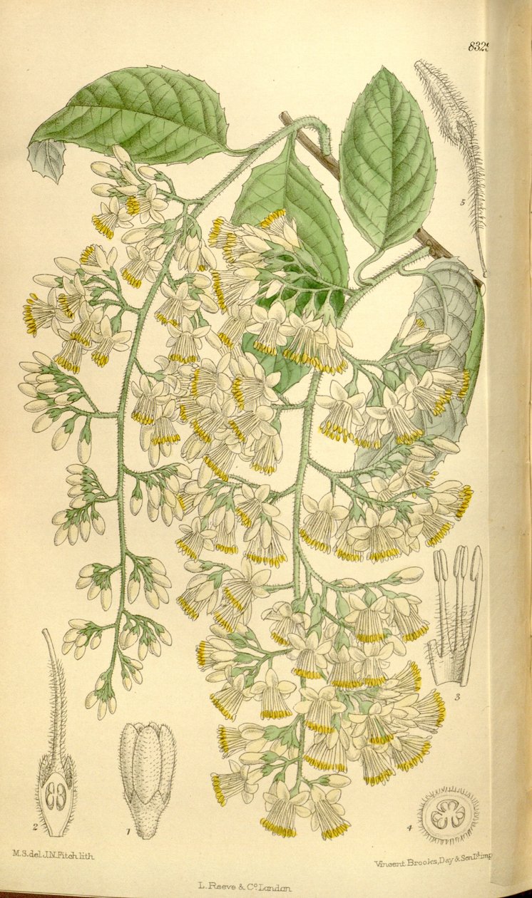 Pterostyrax hispidus, Styracaceae - J.N. Fitch