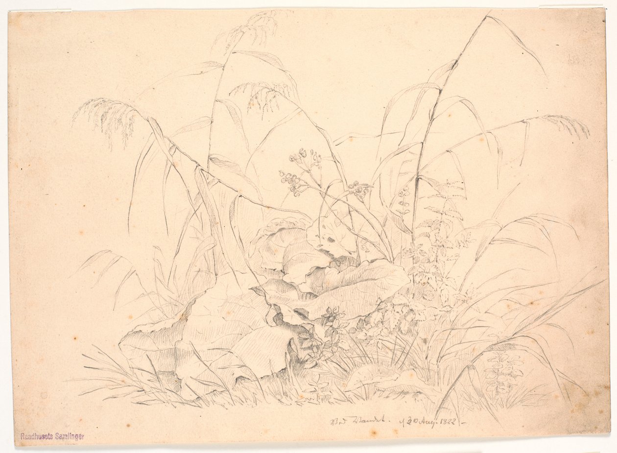 Étude de plantes. Joncs et oseilles - J.P. Møller