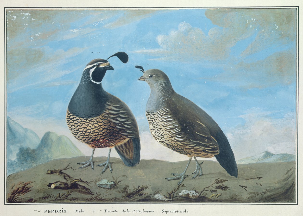 Perdrix californienne mâle et femelle, de 