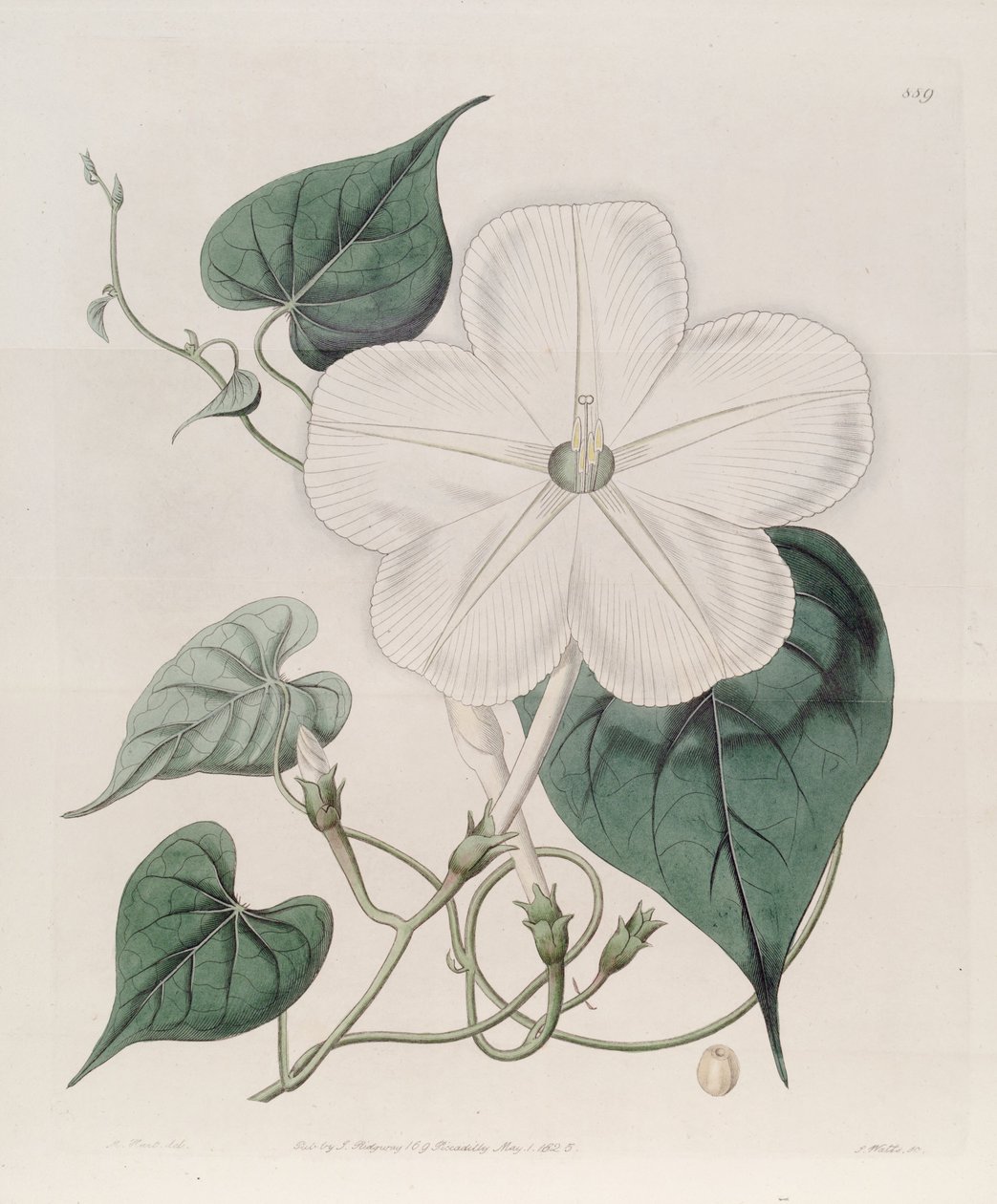 Ipomoea alba - J.Sims