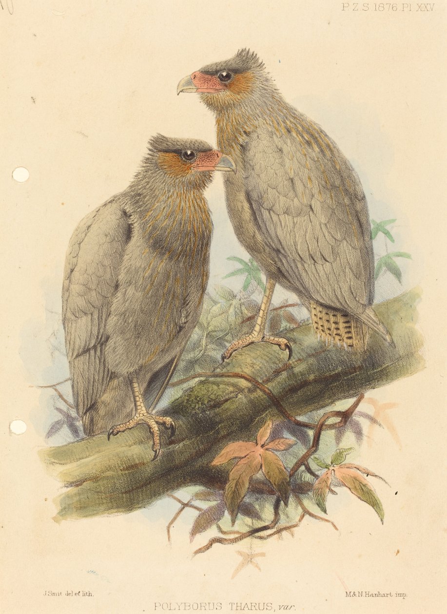 Polyborus Tharus, Var. - J. Smit