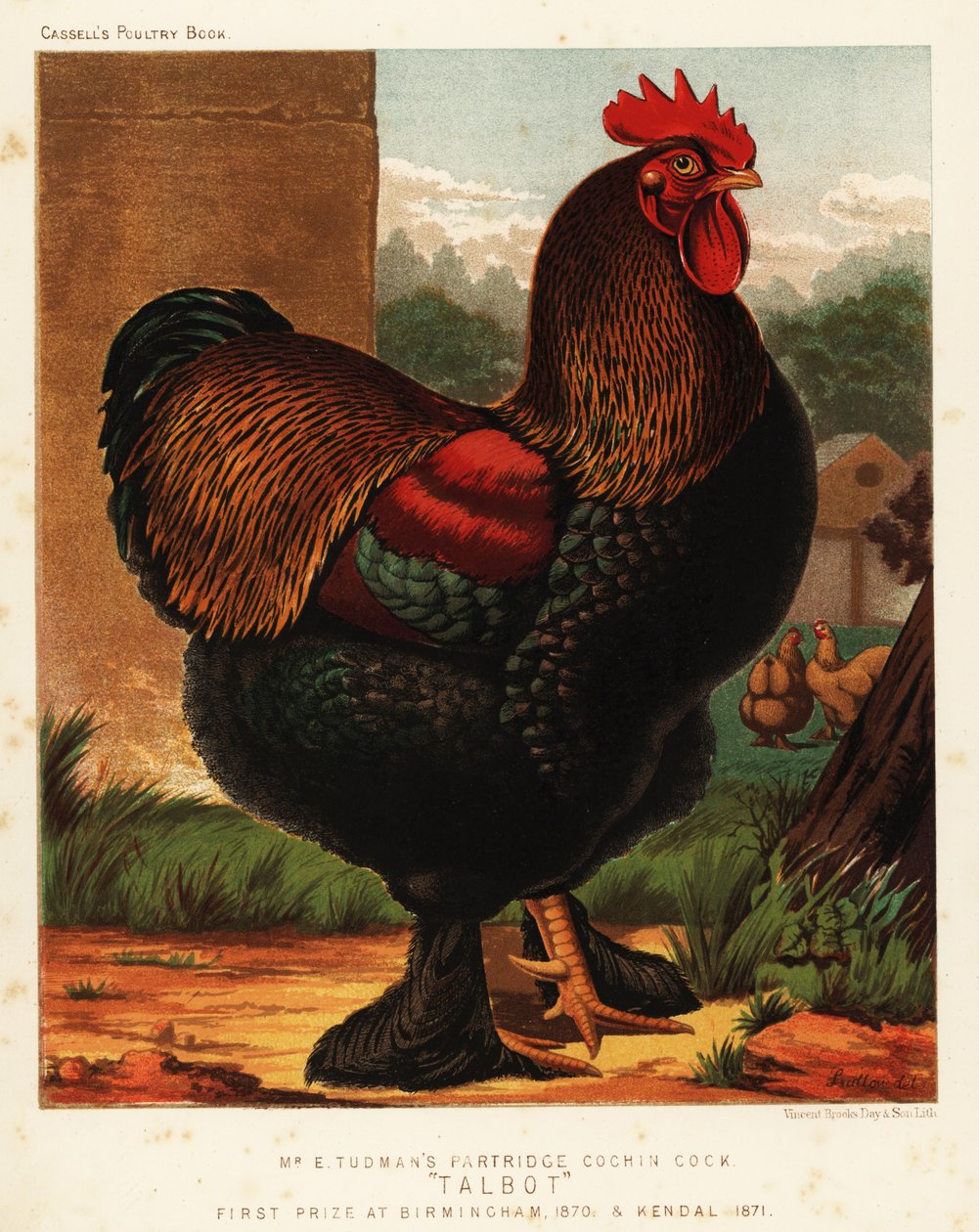 Coq Cochin perdrix - J. W. (after) Ludlow