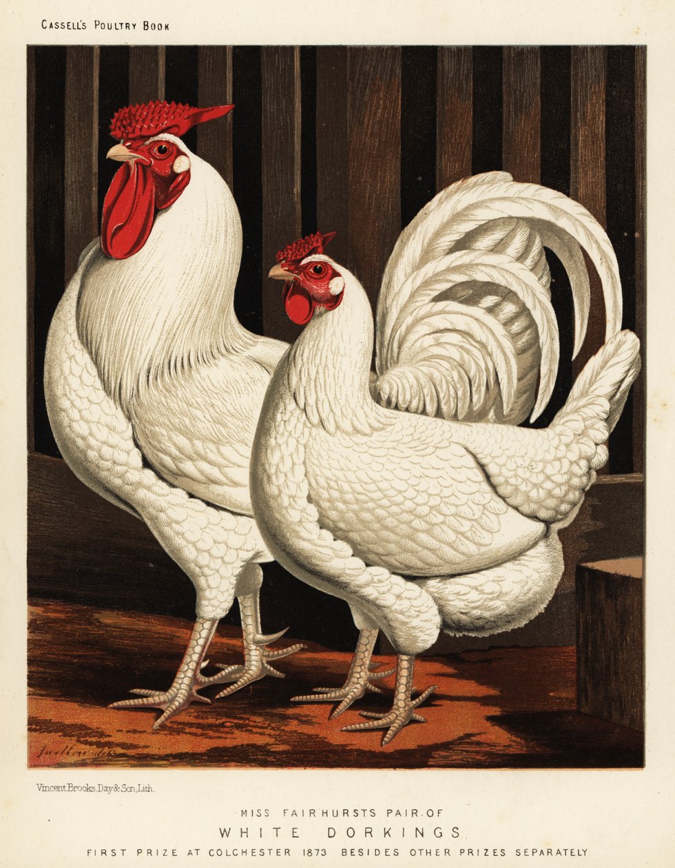 Poule Dorking blanche - J. W. (after) Ludlow