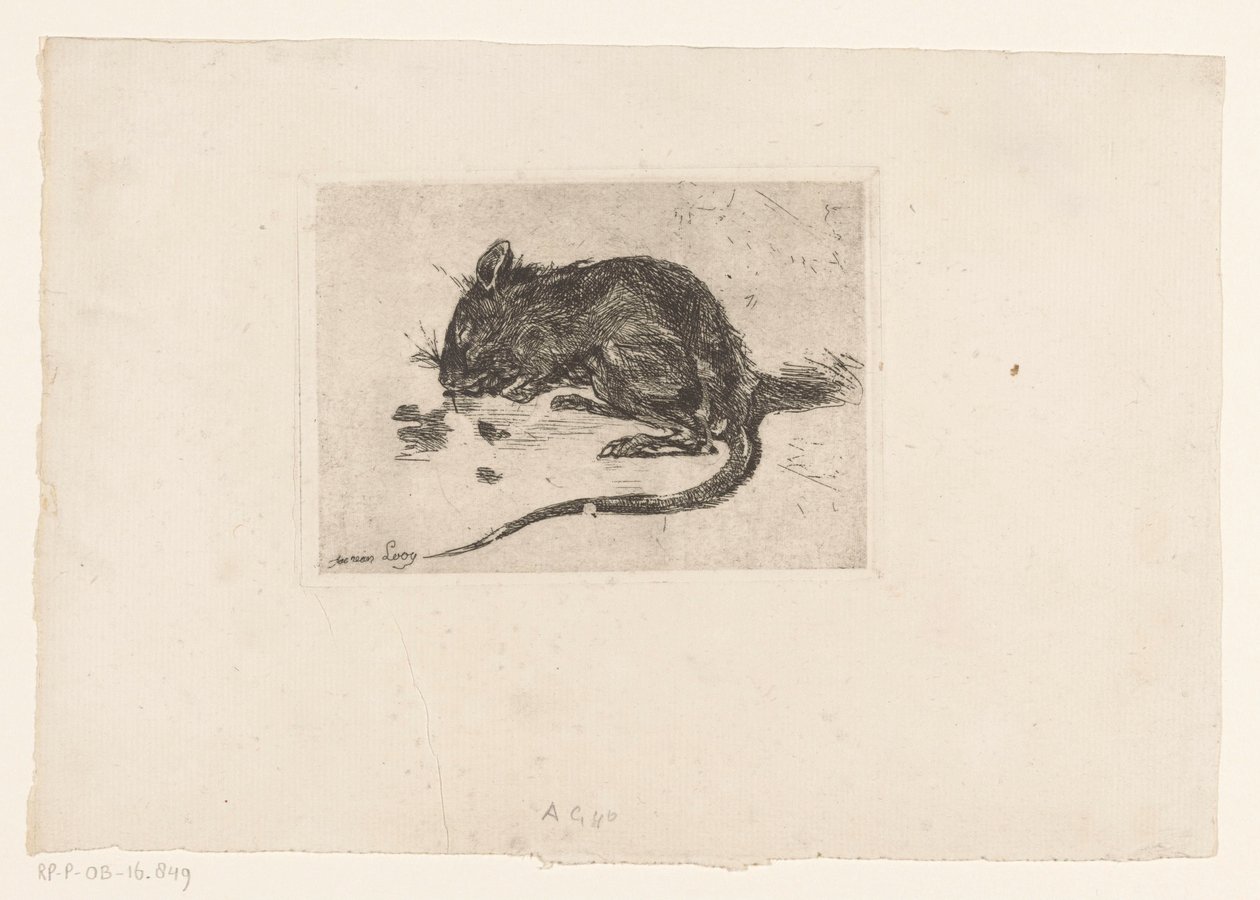 Souris - Jac van Looij