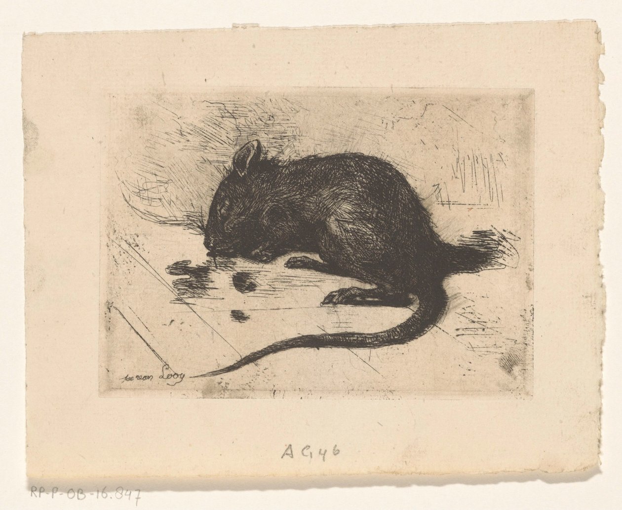 Souris - Jac van Looij