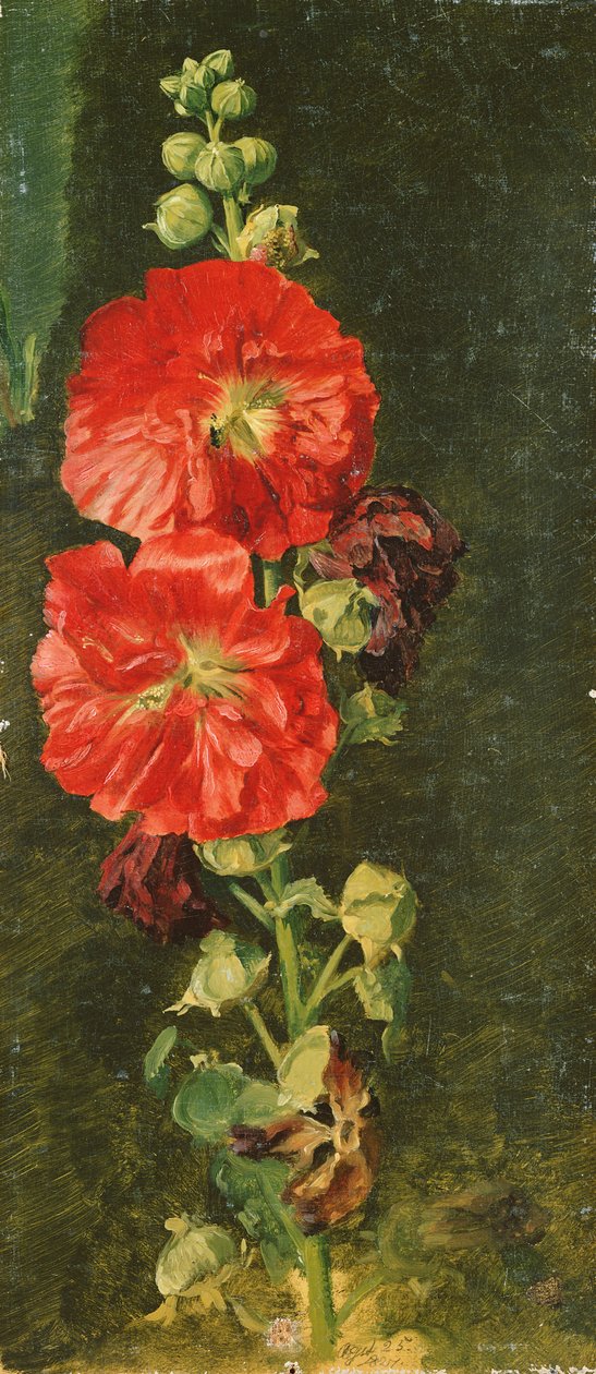 Une Rose trémière, 1827 - Jacob Gensler