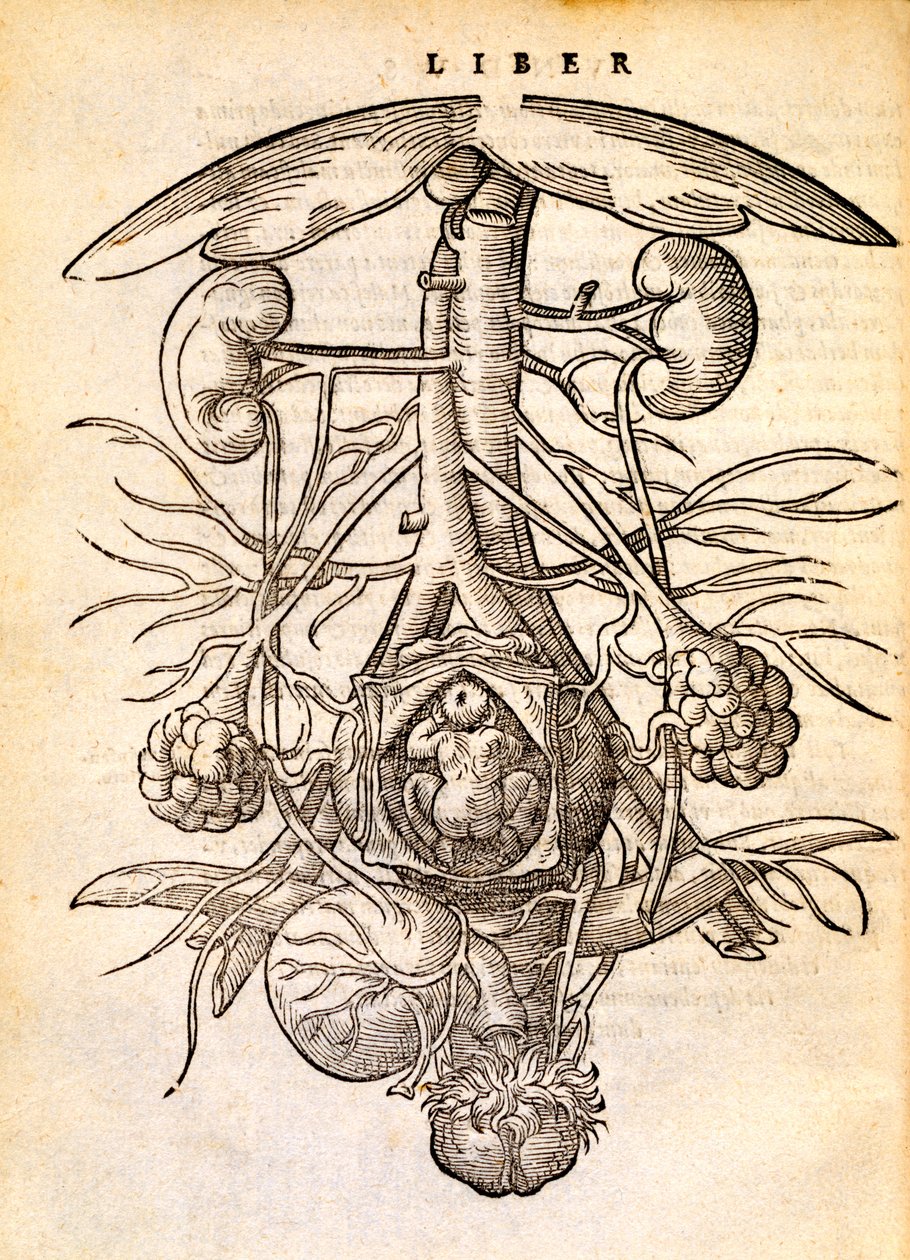 Système de reproduction féminin enceinte, 1554 - Jacob Rueff