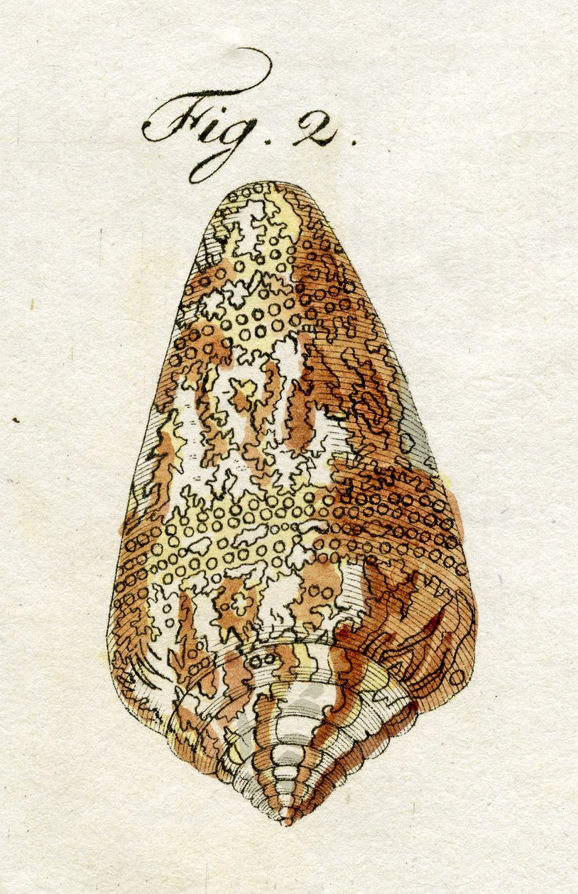 Illustration de Conus Ammiralis (sous-espèce Cedonulli), 1790 - Jacob Xavier Schmuzer