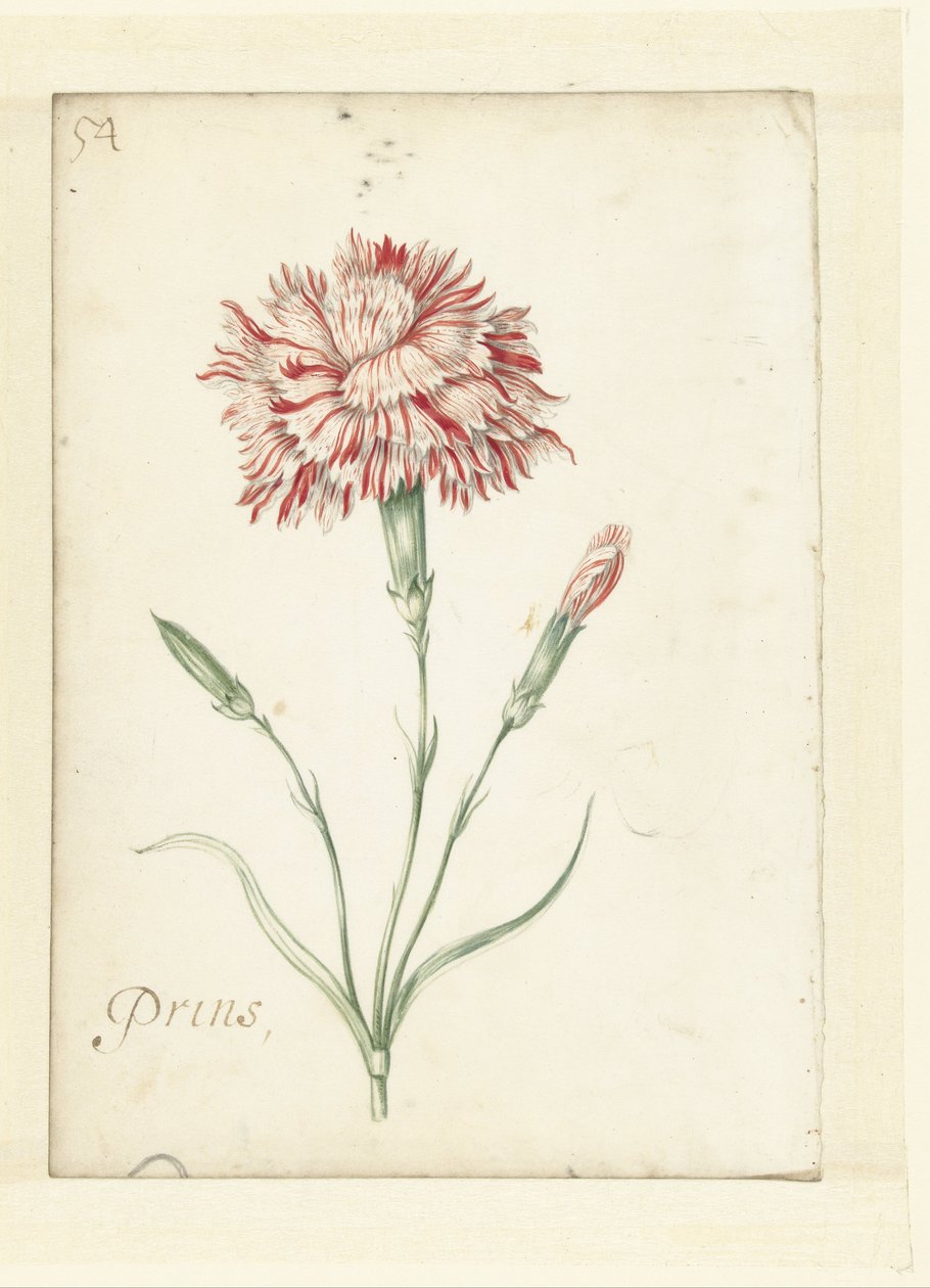 Œillet - Jacob Marrel (possibly)