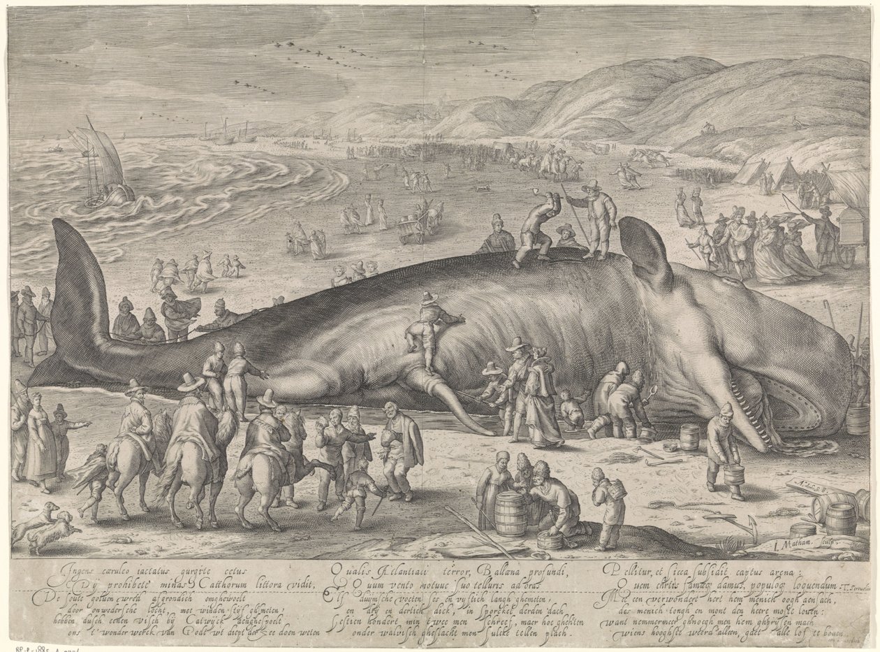 Baleine échouée à Berckhey, 1598 - Jacob Matham