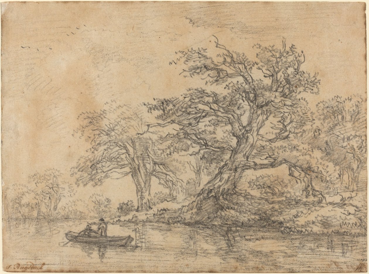 Vieux arbres le long d