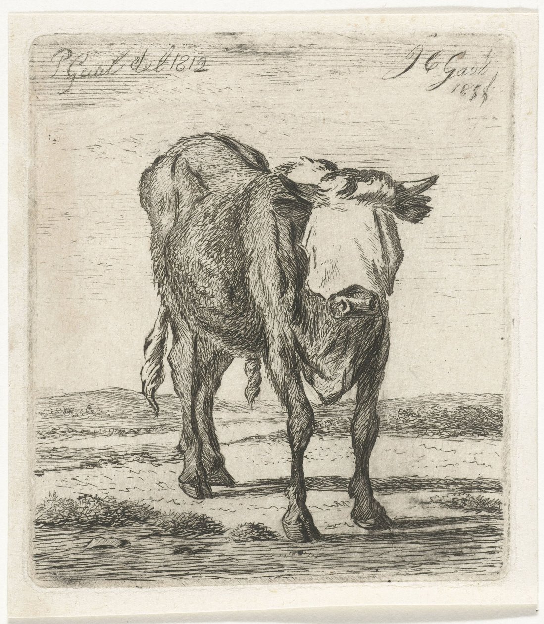 Taureau aveuglé - Jacobus Cornelis Gaal