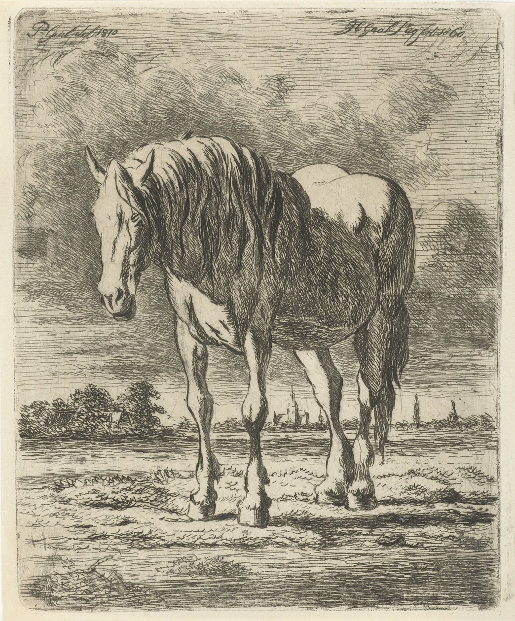 Cheval blanc debout - Jacobus Cornelis Gaal