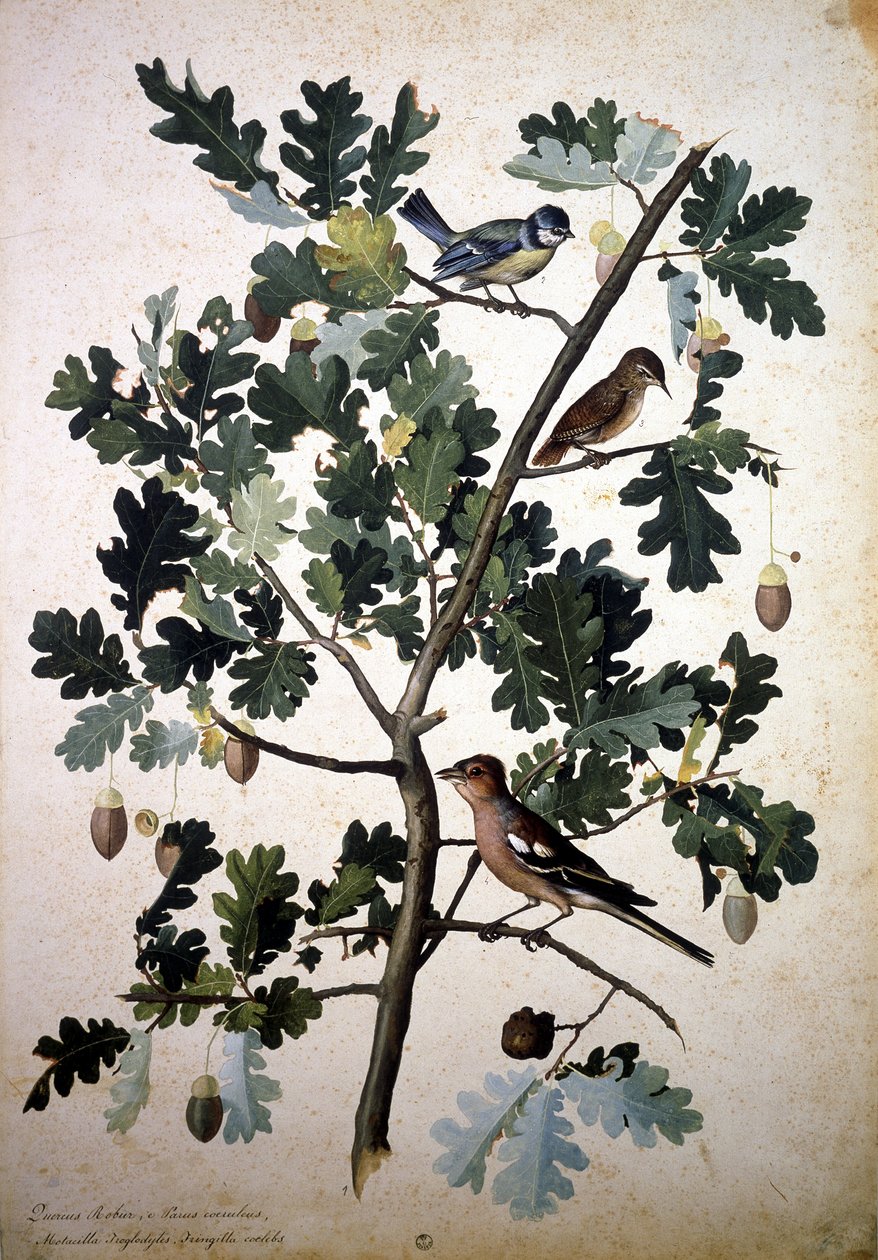 Herbier : Quercus robur - Jacopo Ligozzi