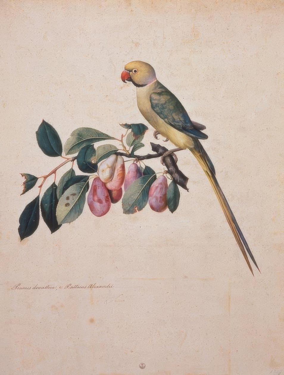 Prunus domestica, e Psittacus Alexandri - Jacopo Ligozzi