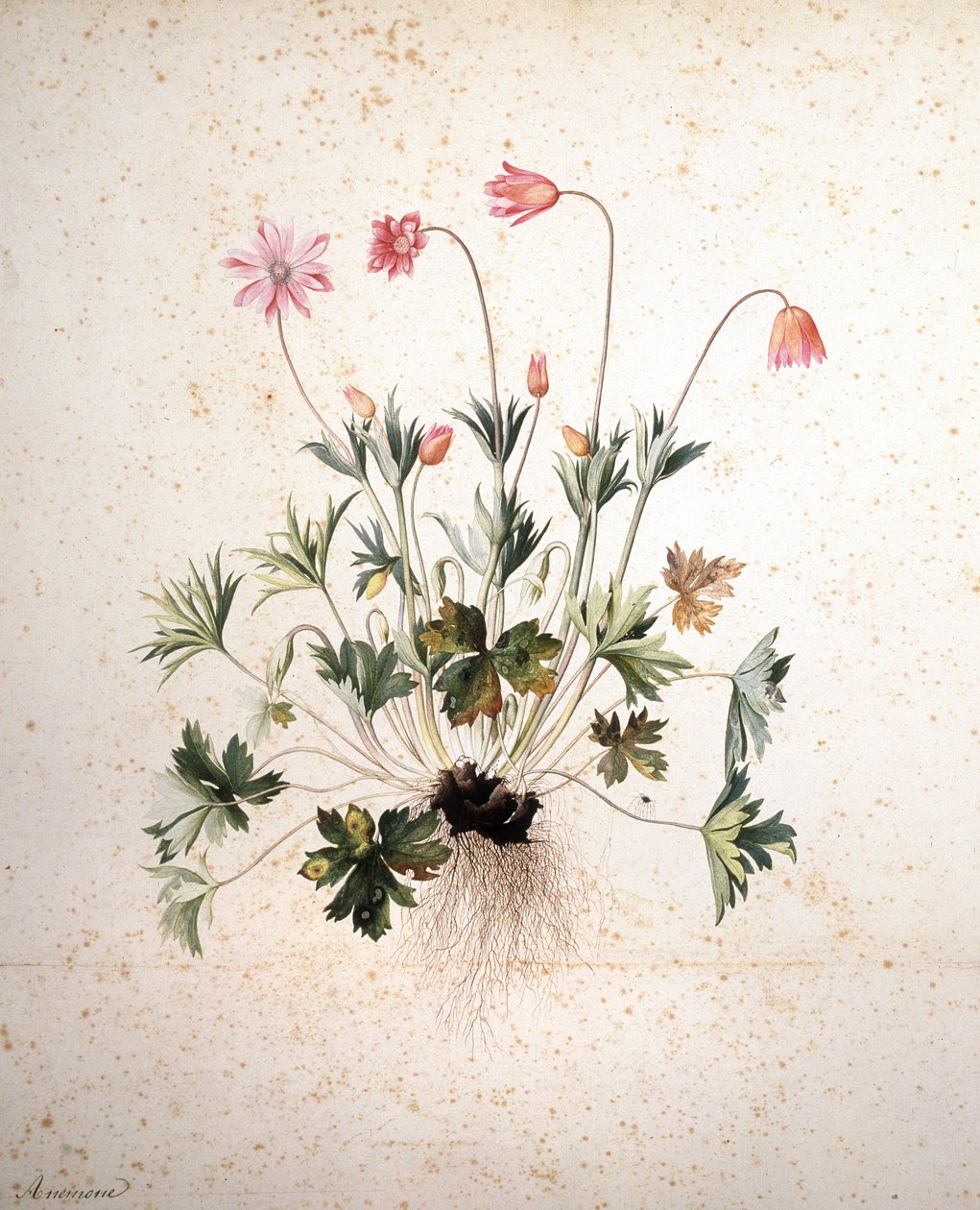 Image inconnue - Jacopo Ligozzi