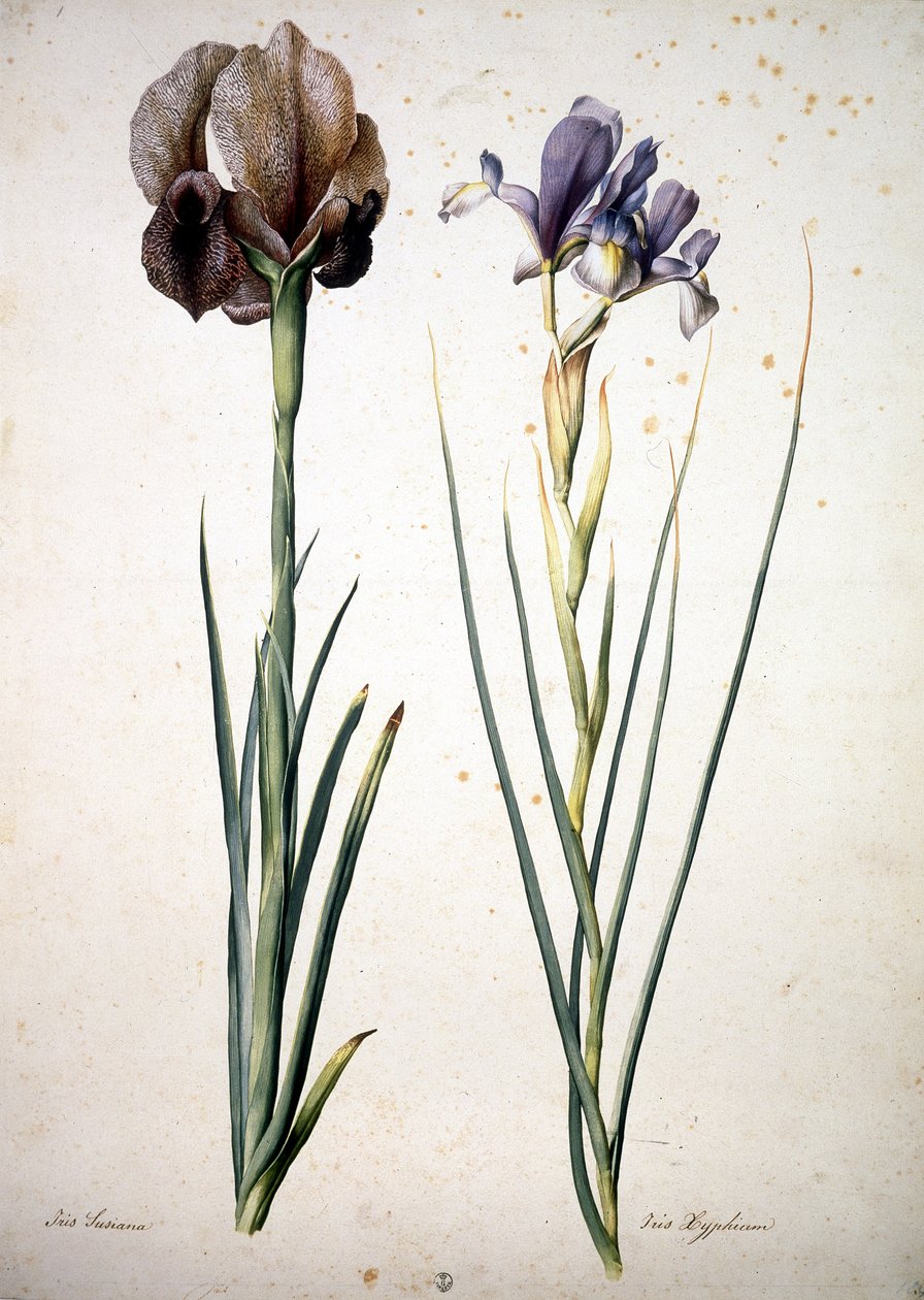 Image inconnue - Jacopo Ligozzi