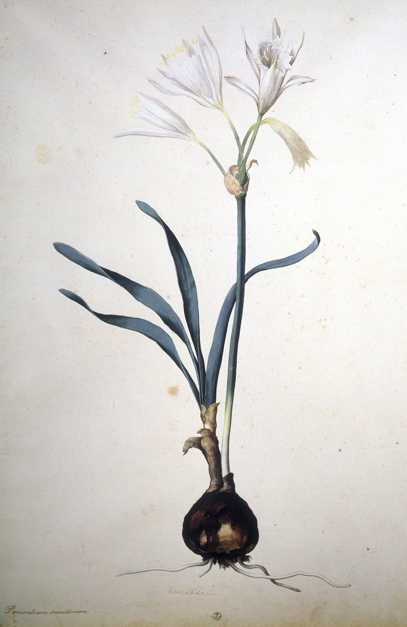 Image inconnue - Jacopo Ligozzi
