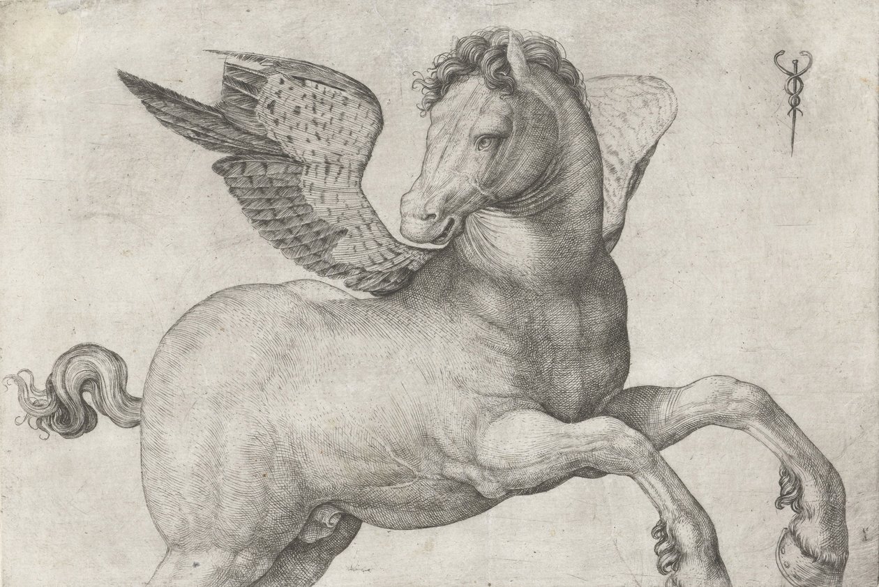 Pégase, 1509-16 - Jacopo de Barbari