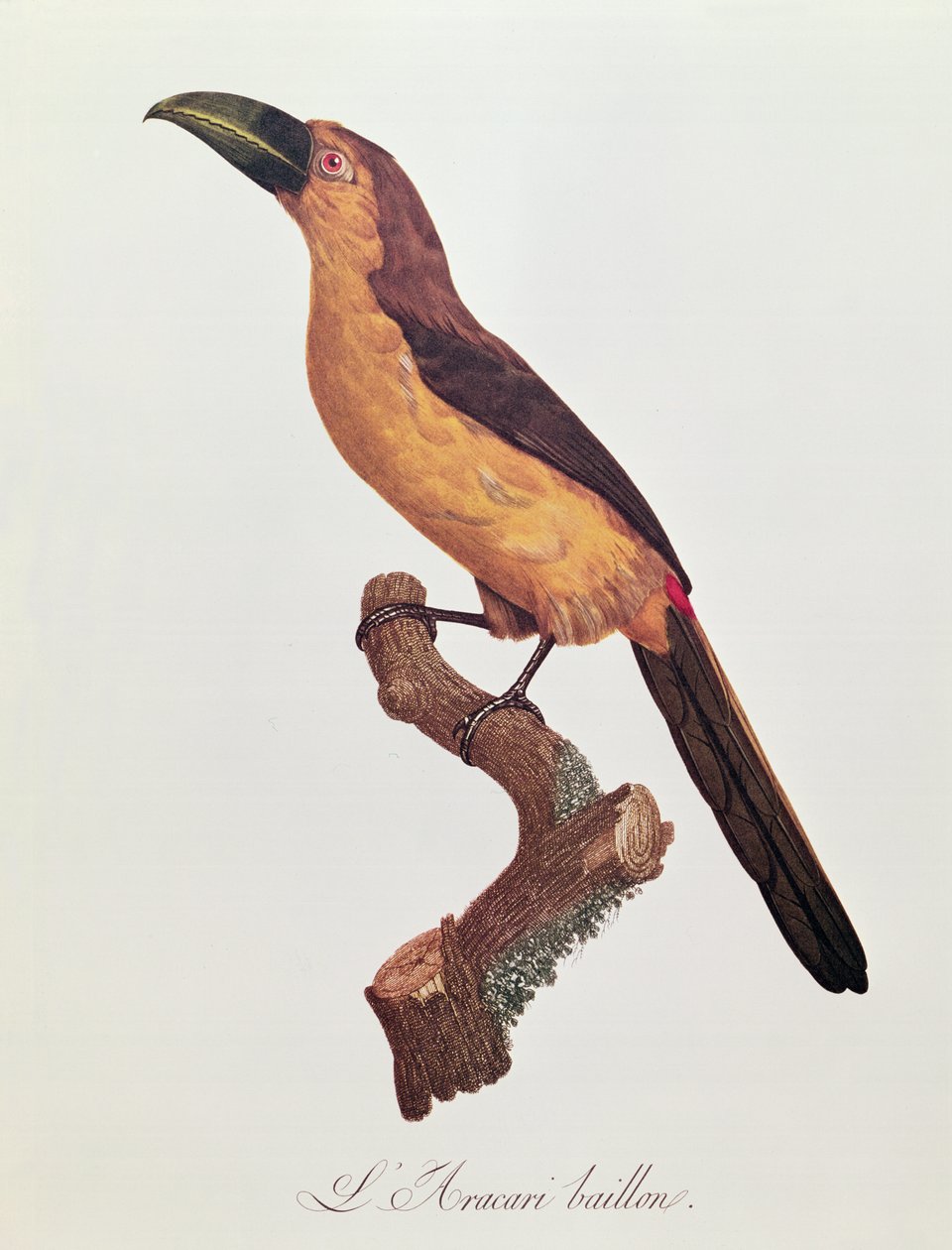 Aracari de Baillon, gravé par Jacques Louis Peree (b.1769) - Jacques Barraband