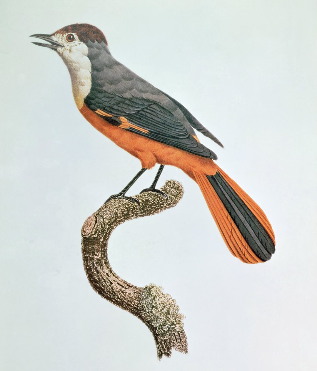 Geai orange - Jacques Barraband