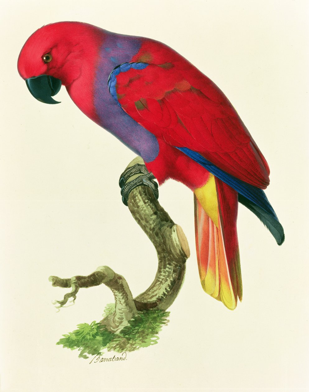 Perroquet rouge - Jacques Barraband