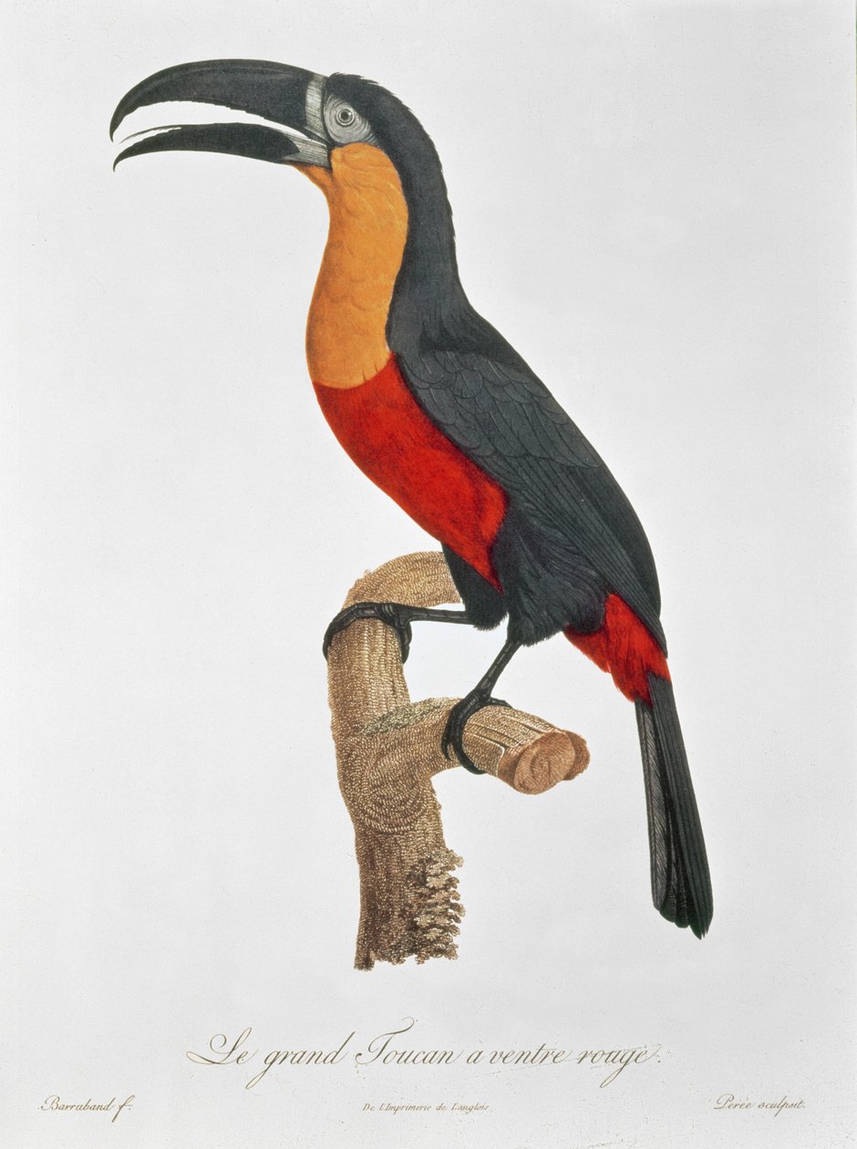 Toucan : Grand à ventre rouge par Jacques Barraband - Jacques Barraband