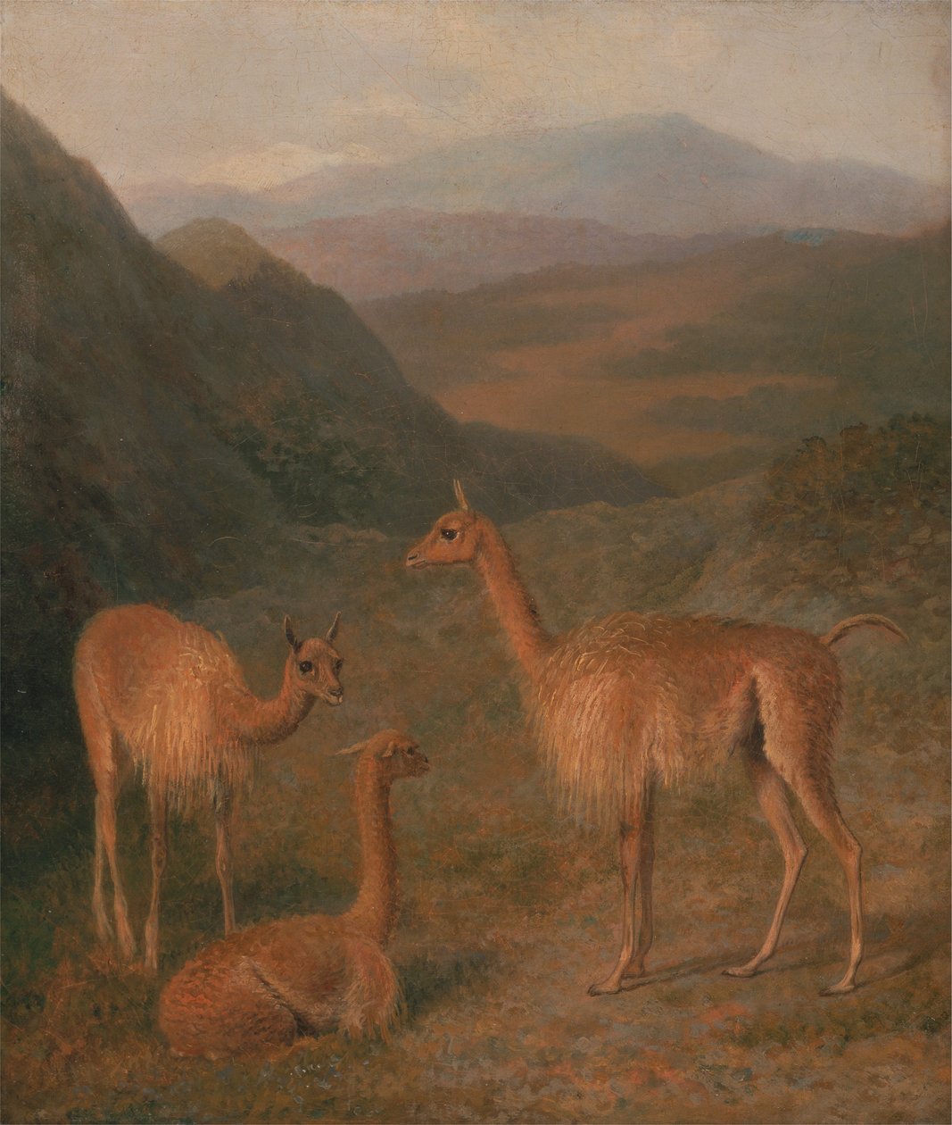 Vigognes - Jacques Laurent Agasse