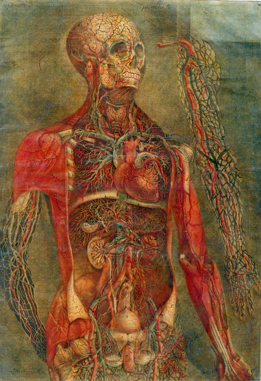 Organes internes du corps, planche de 