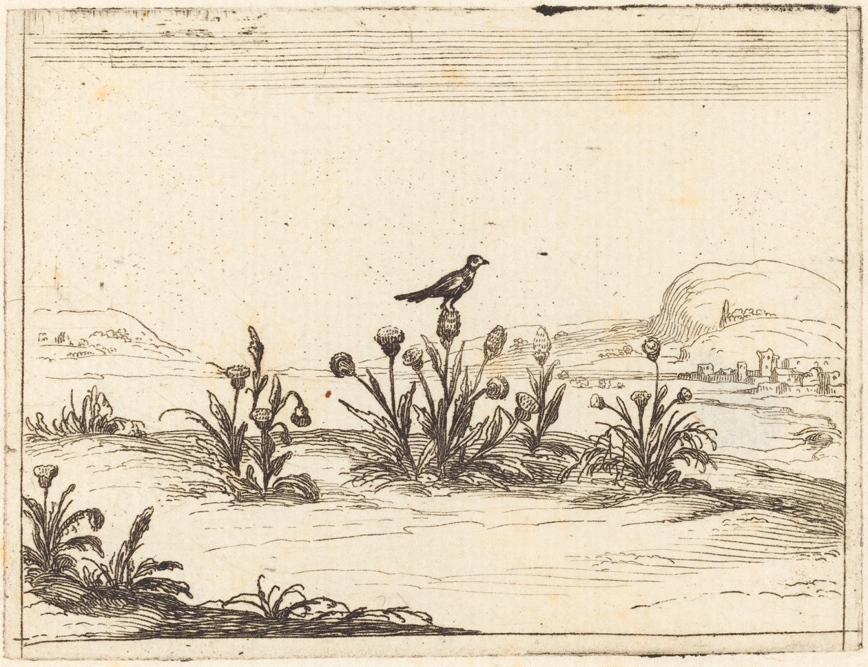 Oiseau Perché sur un Chardon - Jacques Callot