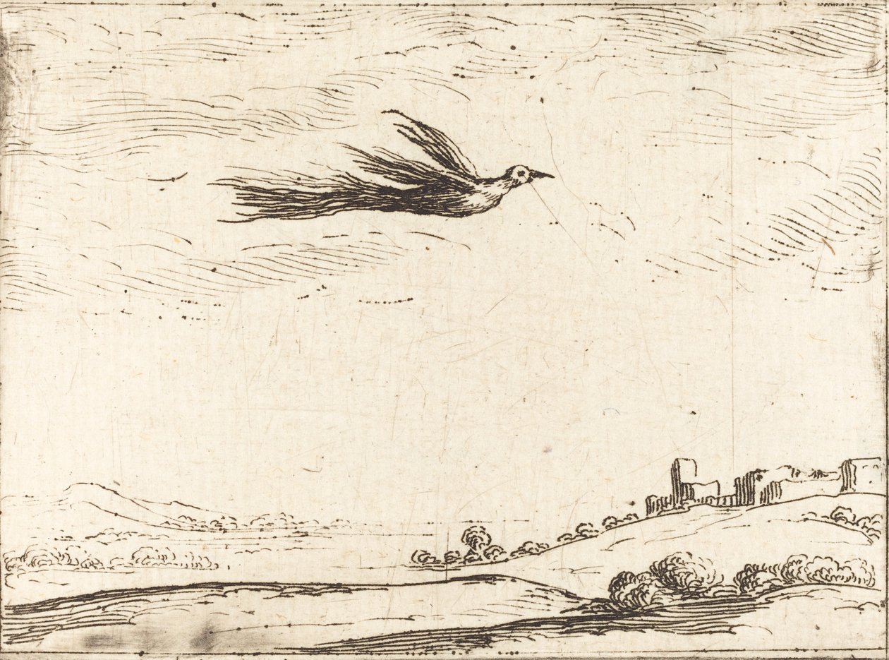 Oiseau de paradis - Jacques Callot