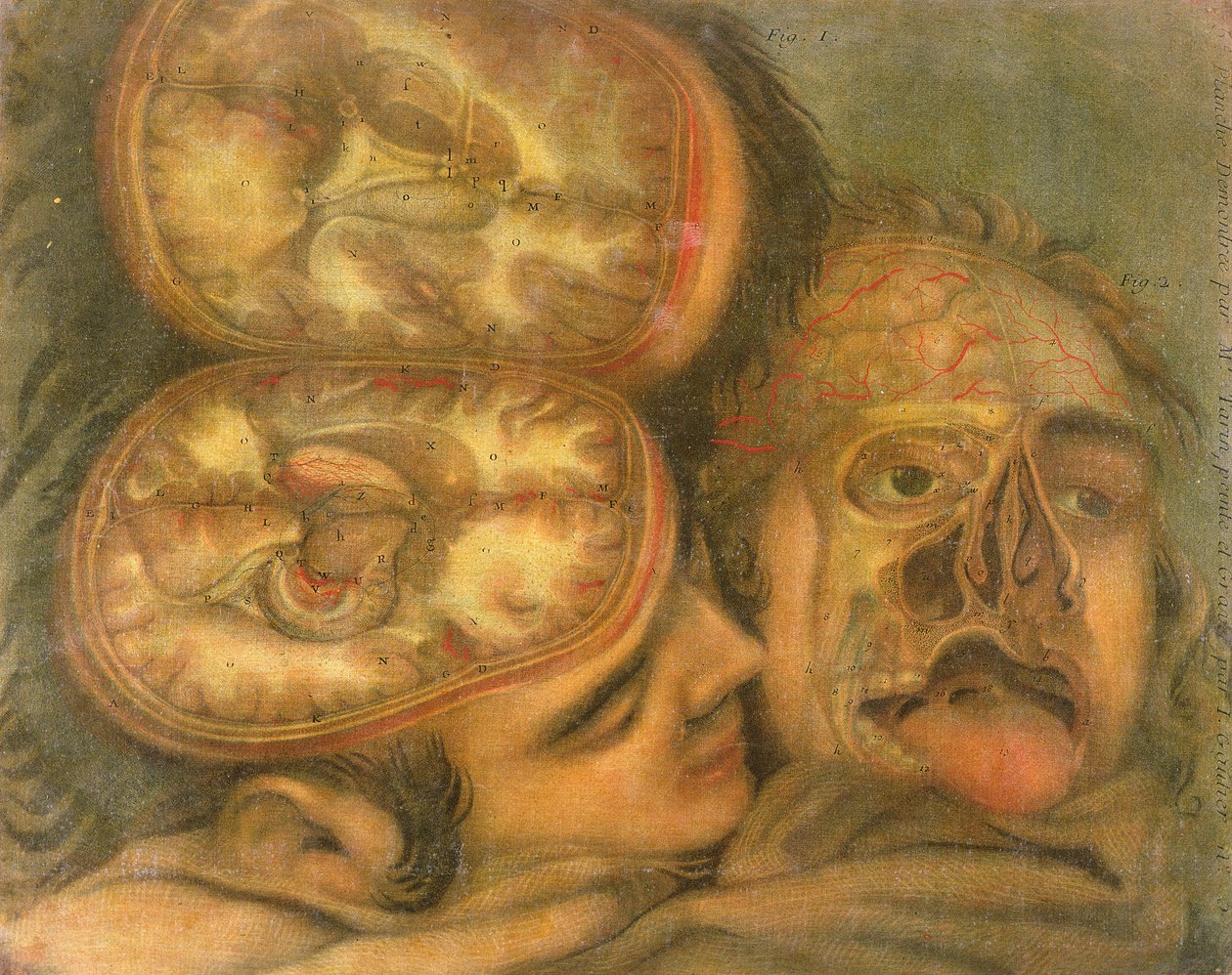 Coupe transversale du cerveau, 1746 - Jacques Fabien Gautier d