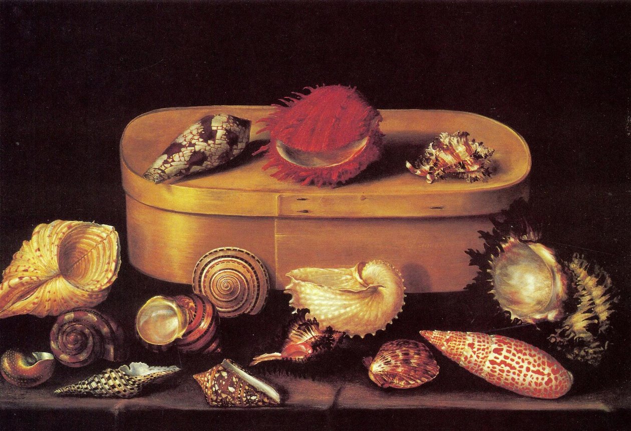 Nature morte aux coquillages - Jacques Linard