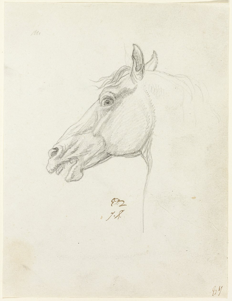 Tête de cheval - Jacques Louis David