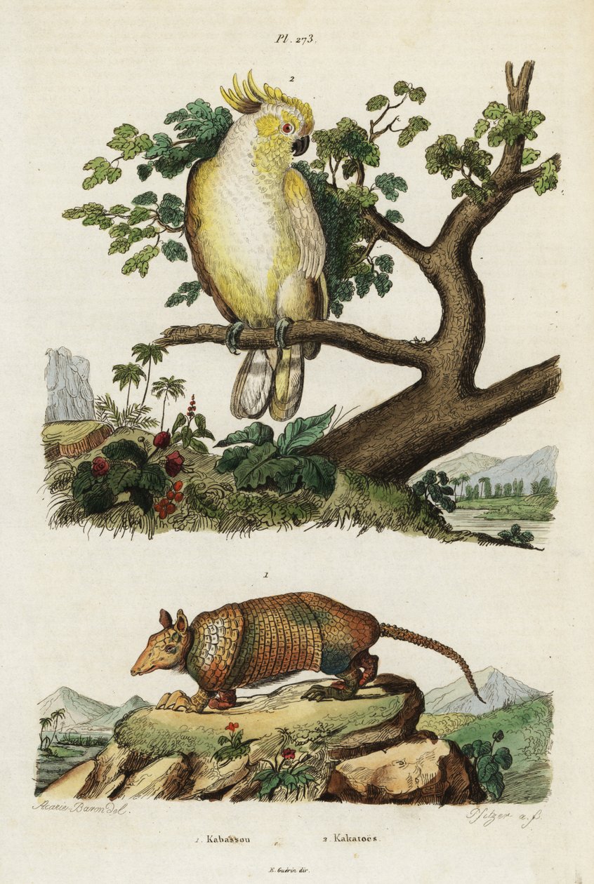 Cacatoès à crête jaune et tatou - Jacques Reyne Isidore Acarie Baron