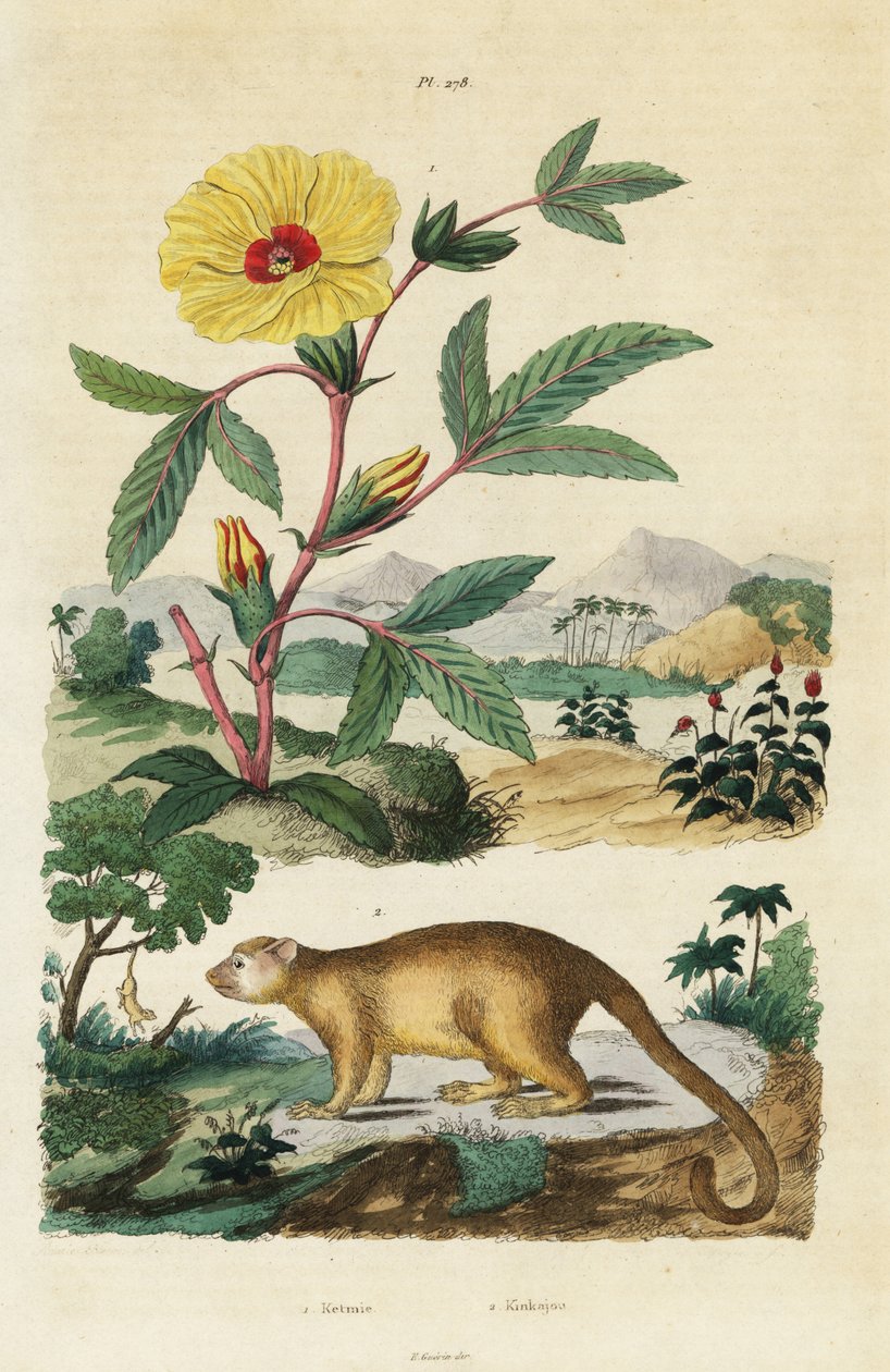 Kinkajou et Roselle - Jacques Reyne Isidore Acarie Baron