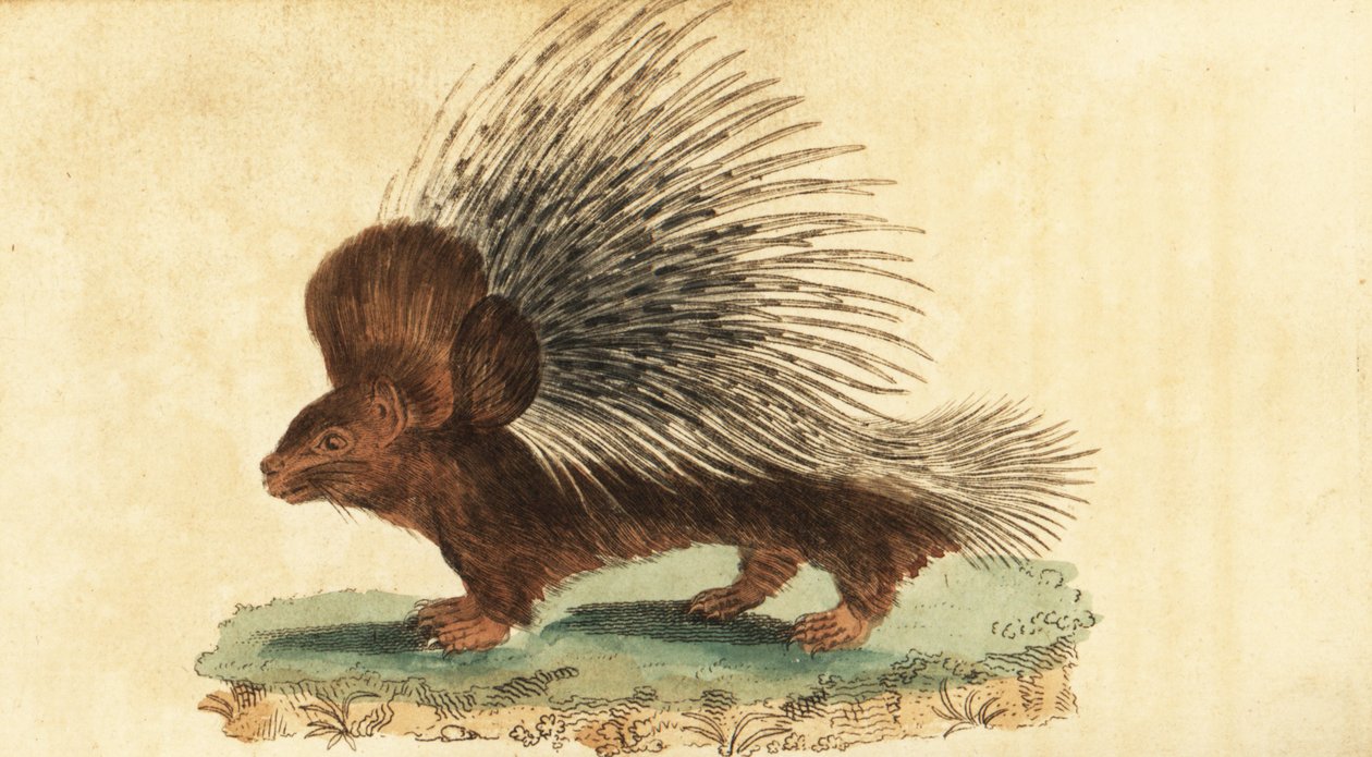 Porc-épic à crête, Hystrix cristata (gravure) - Jacques de Seve