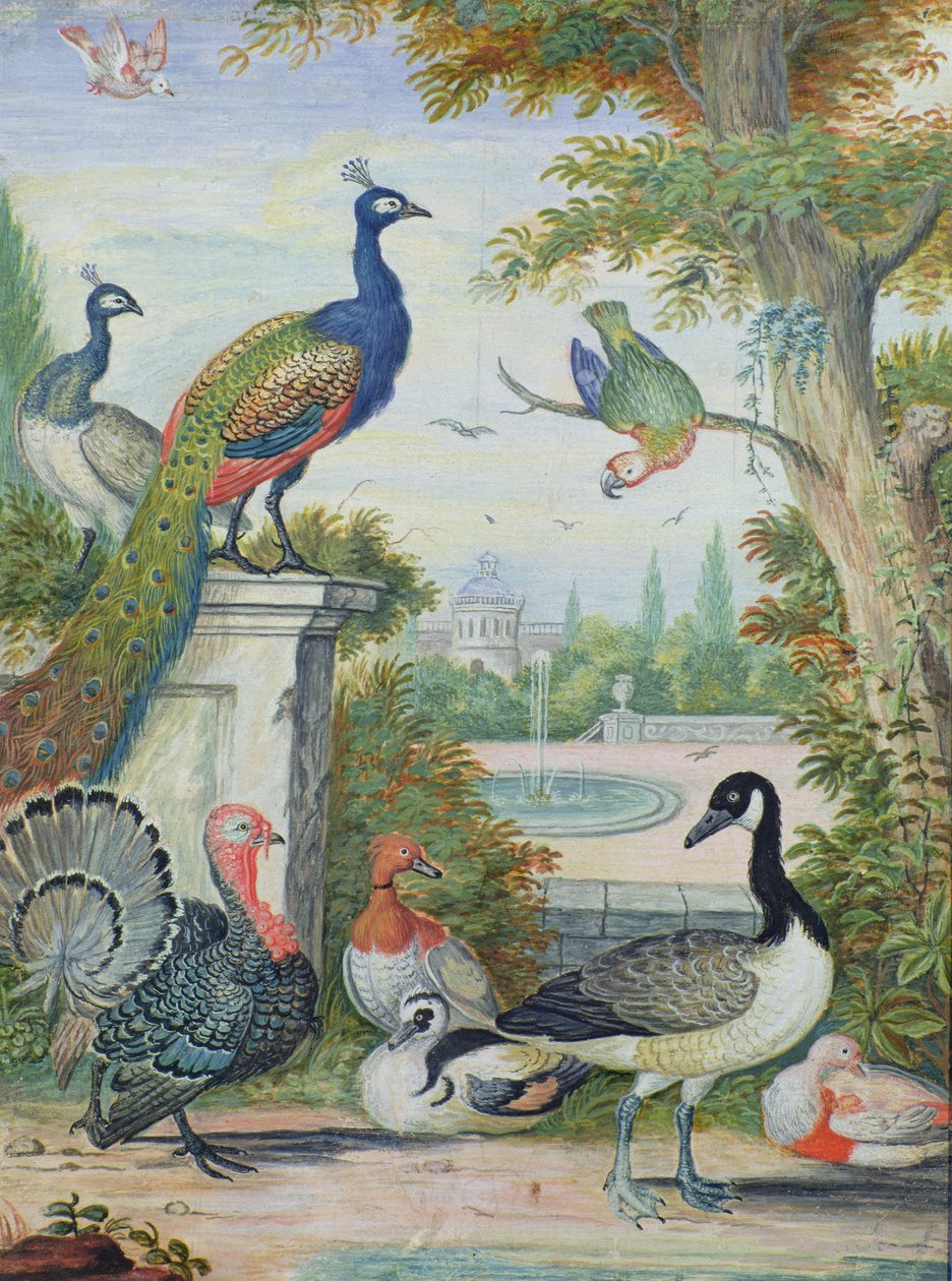 Oiseaux exotiques et volailles domestiques dans un parc pittoresque, début du XVIIIe siècle - Jakob Bogdani or Bogdany
