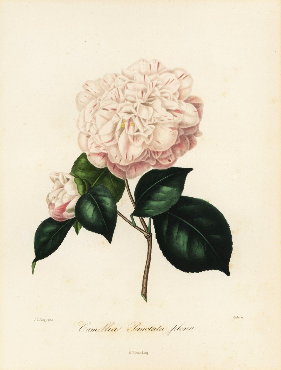 Camélia japonica variété, Camellia punctata plena - Jakob (after) Jung