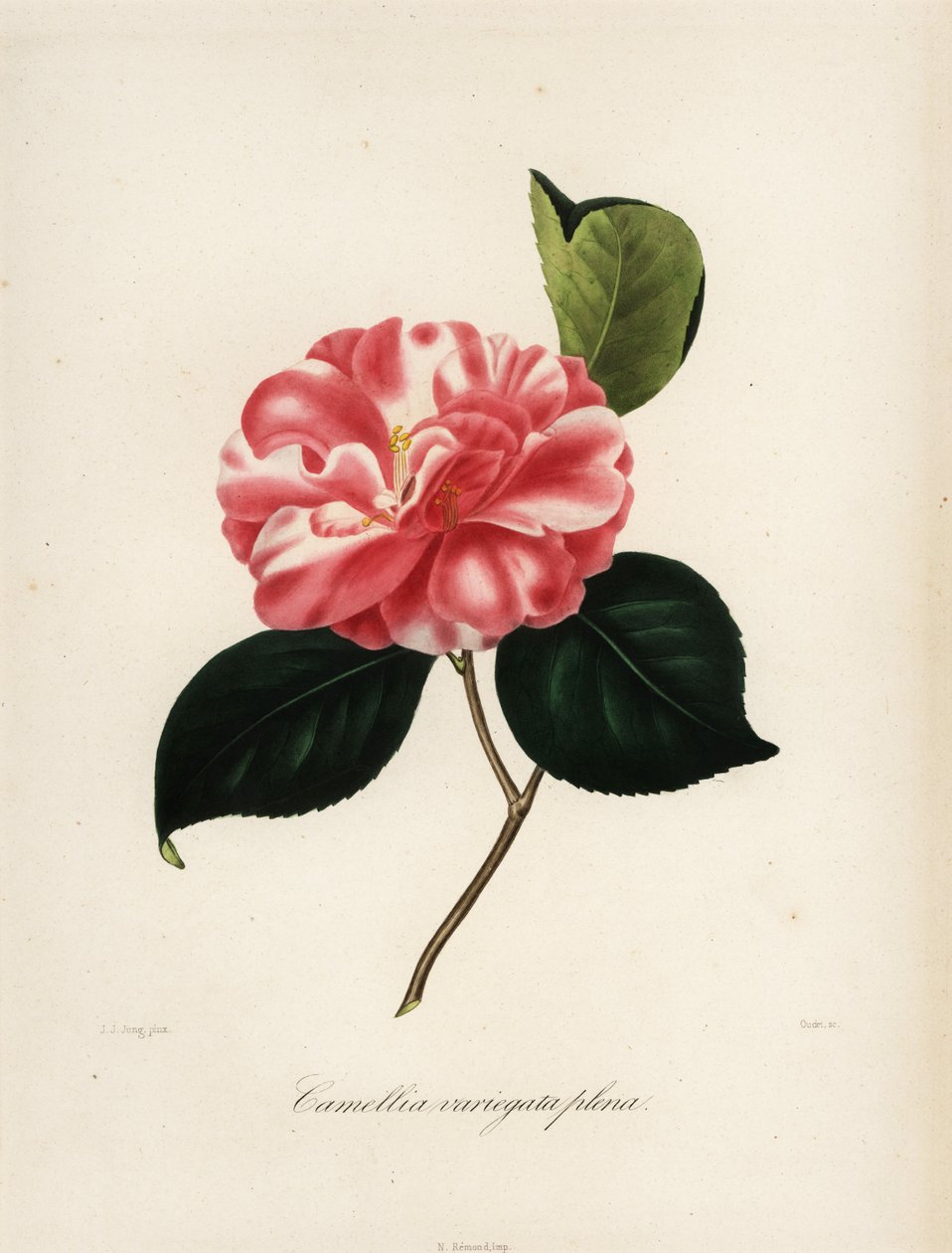 Camellia japonica variété, Camellia variegata plena - Jakob (after) Jung