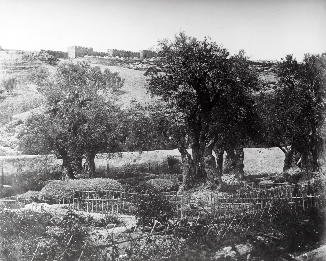 Gethsémani, 1857 - Felice Beato