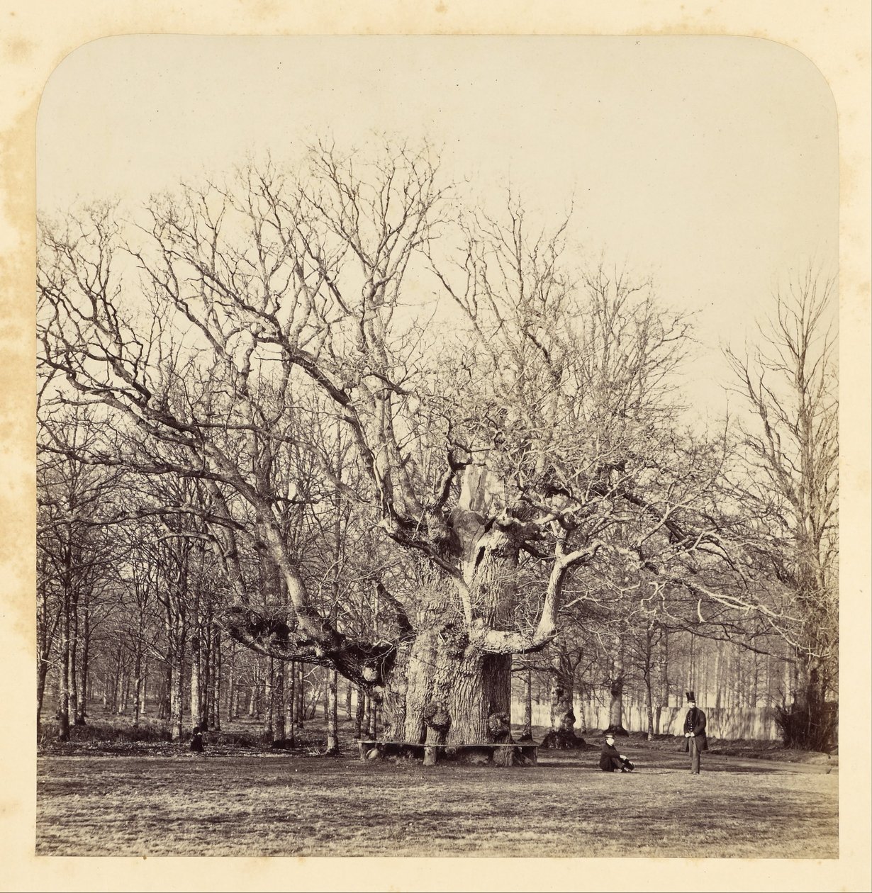 Vieux chêne pollard à Forest Gate - James Sinclair