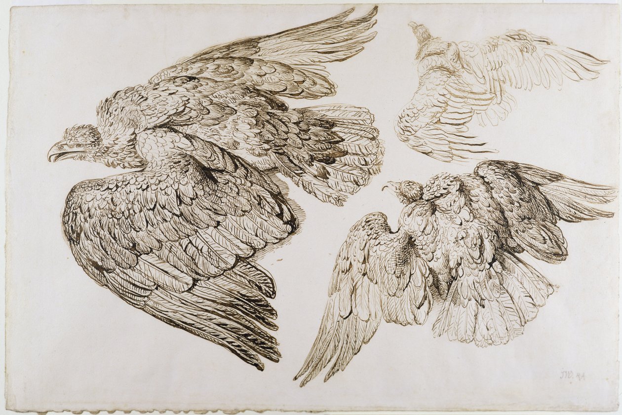 Aigles - James Ward