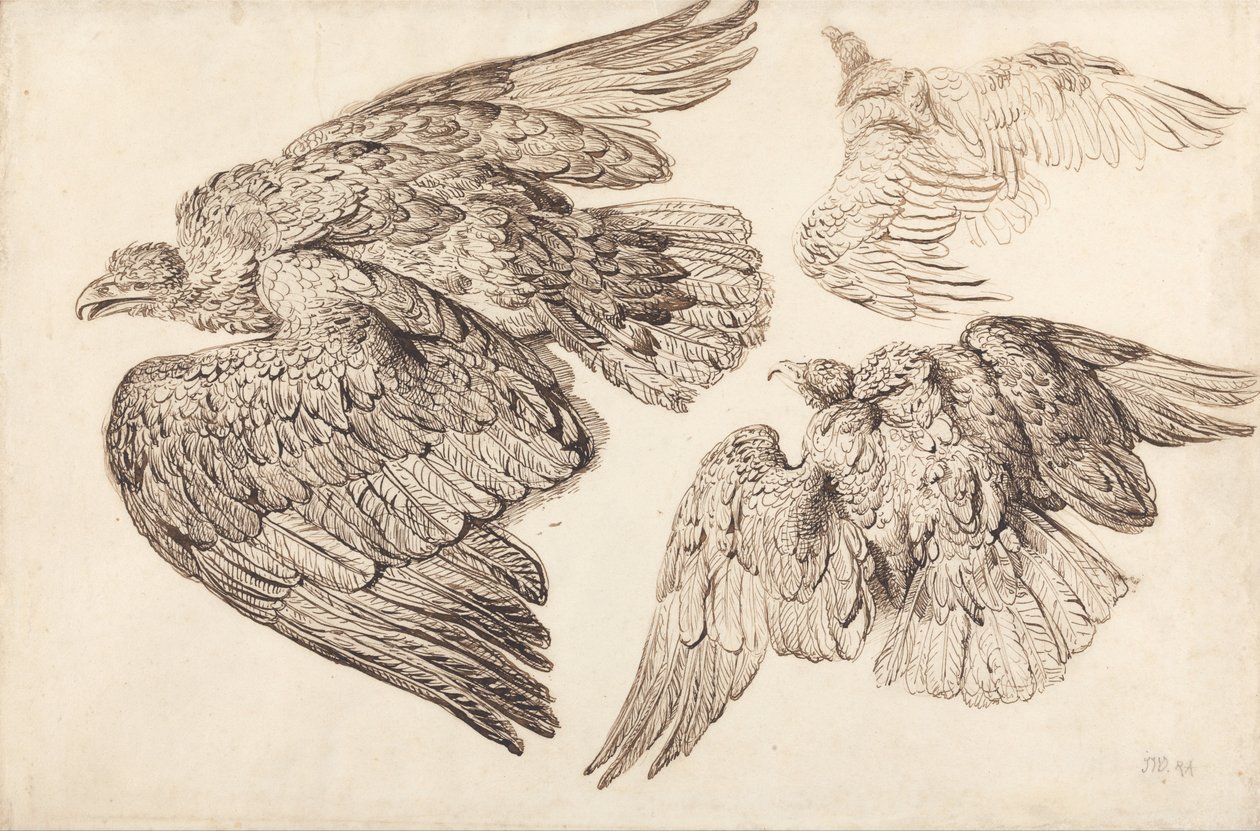 Aigles - James Ward