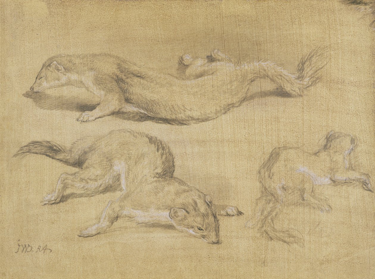 Furets - James Ward