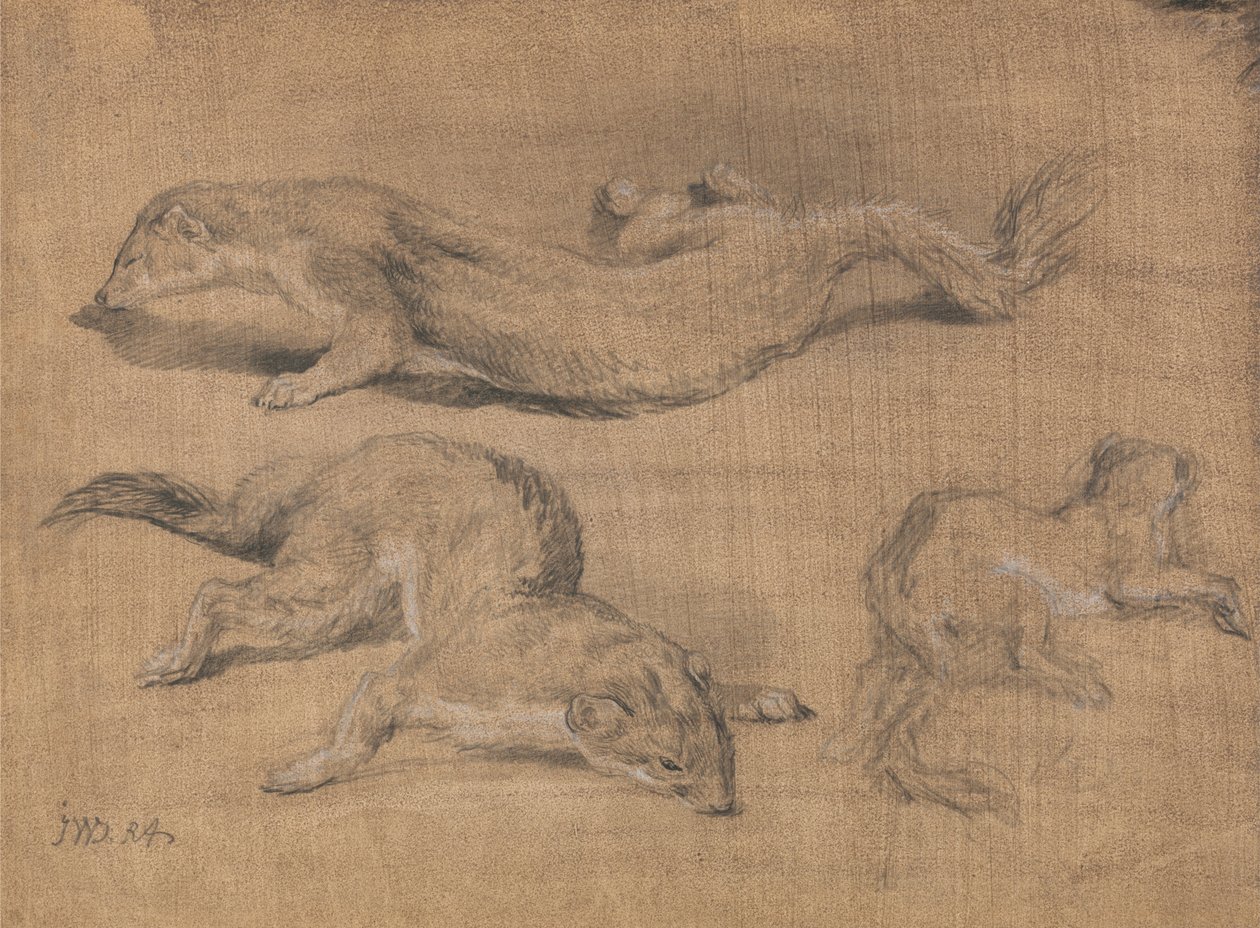 Furets - James Ward