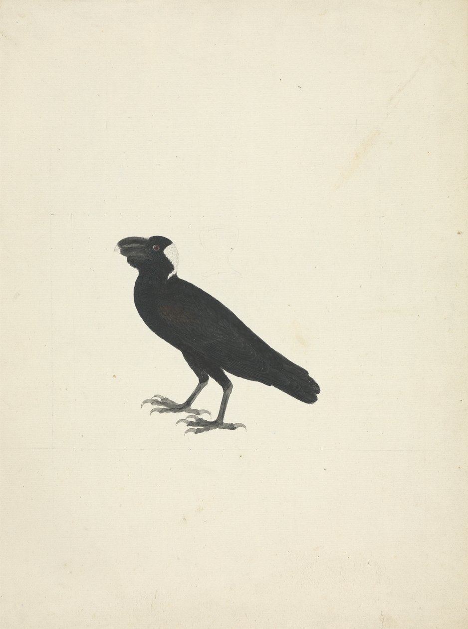 Corvus crassirostris (Corbeau à gros bec) - James Bruce