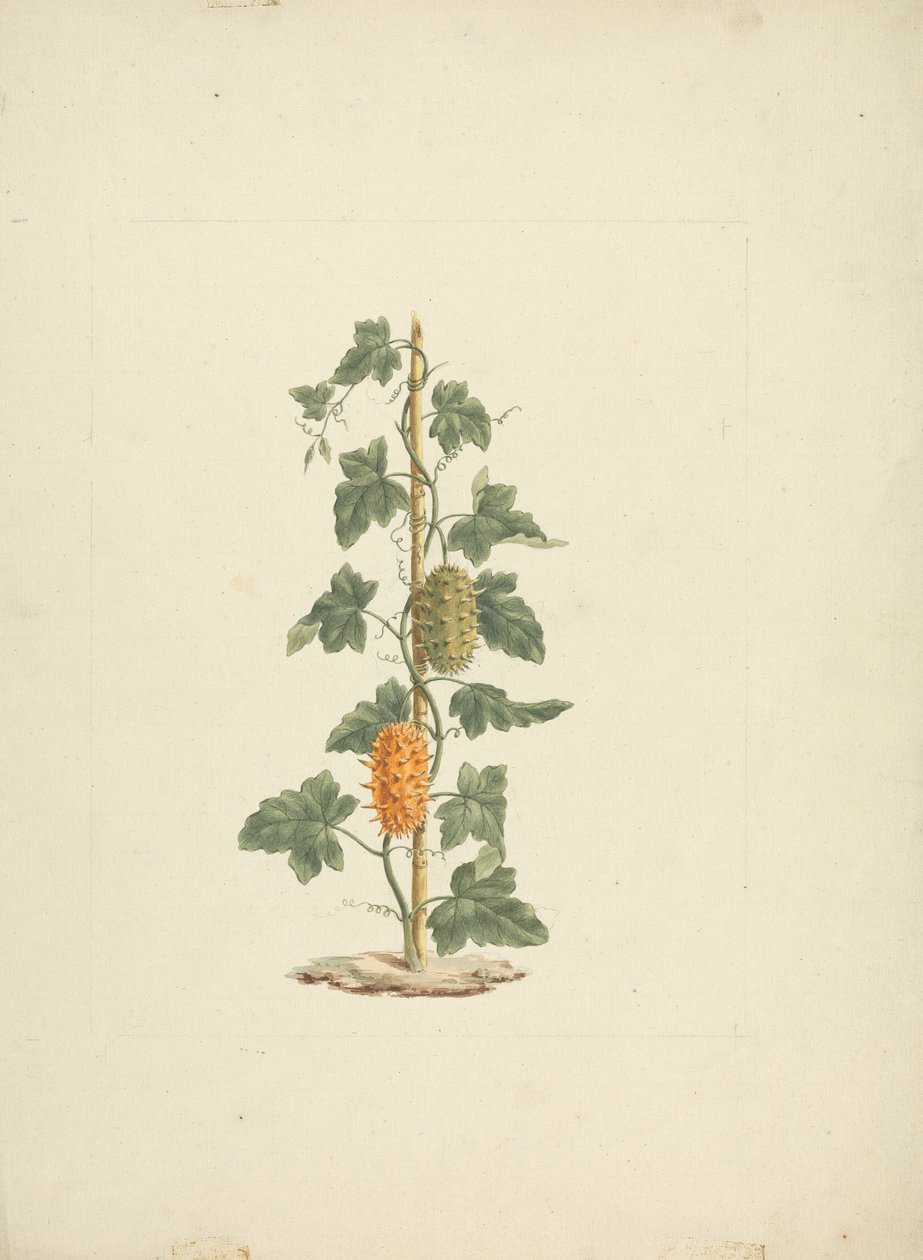 Cucumis metuliferus Naud (Concombre sauvage) : dessin fini - James Bruce