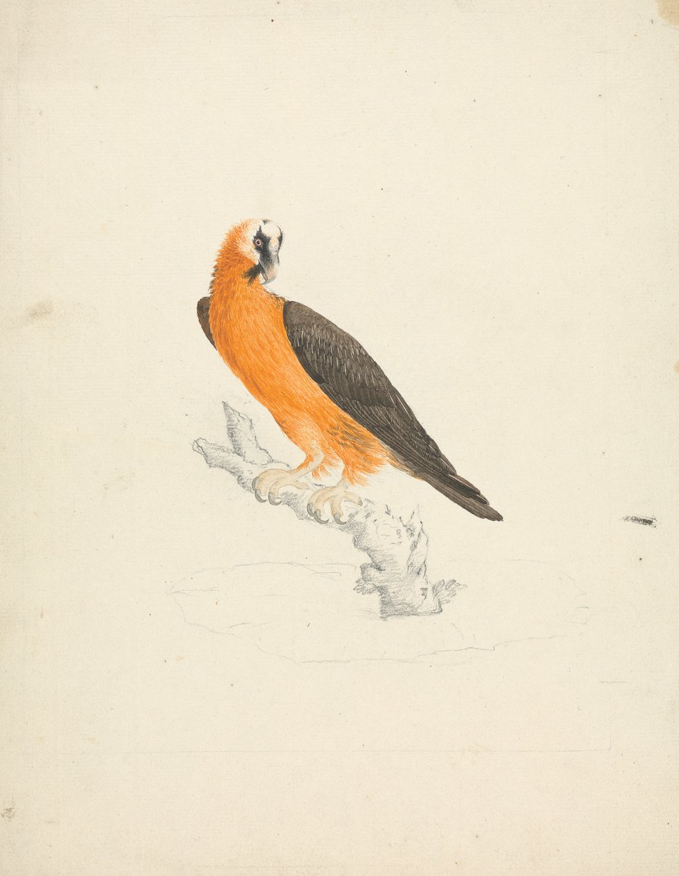 Gypaetus barbatus (Vautour barbu) - James Bruce